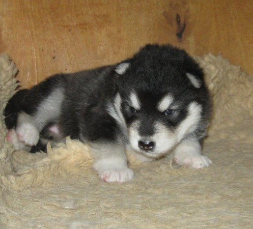 Chenoa 2 Wochen 003-1